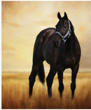 Horse in the Meadow Panel PD18478-PANEL