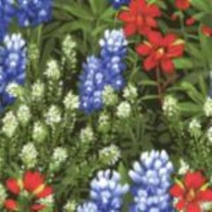 Wildflowers Basics Summer 32362-11